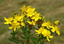 Iperico 788 0 099 Iperico